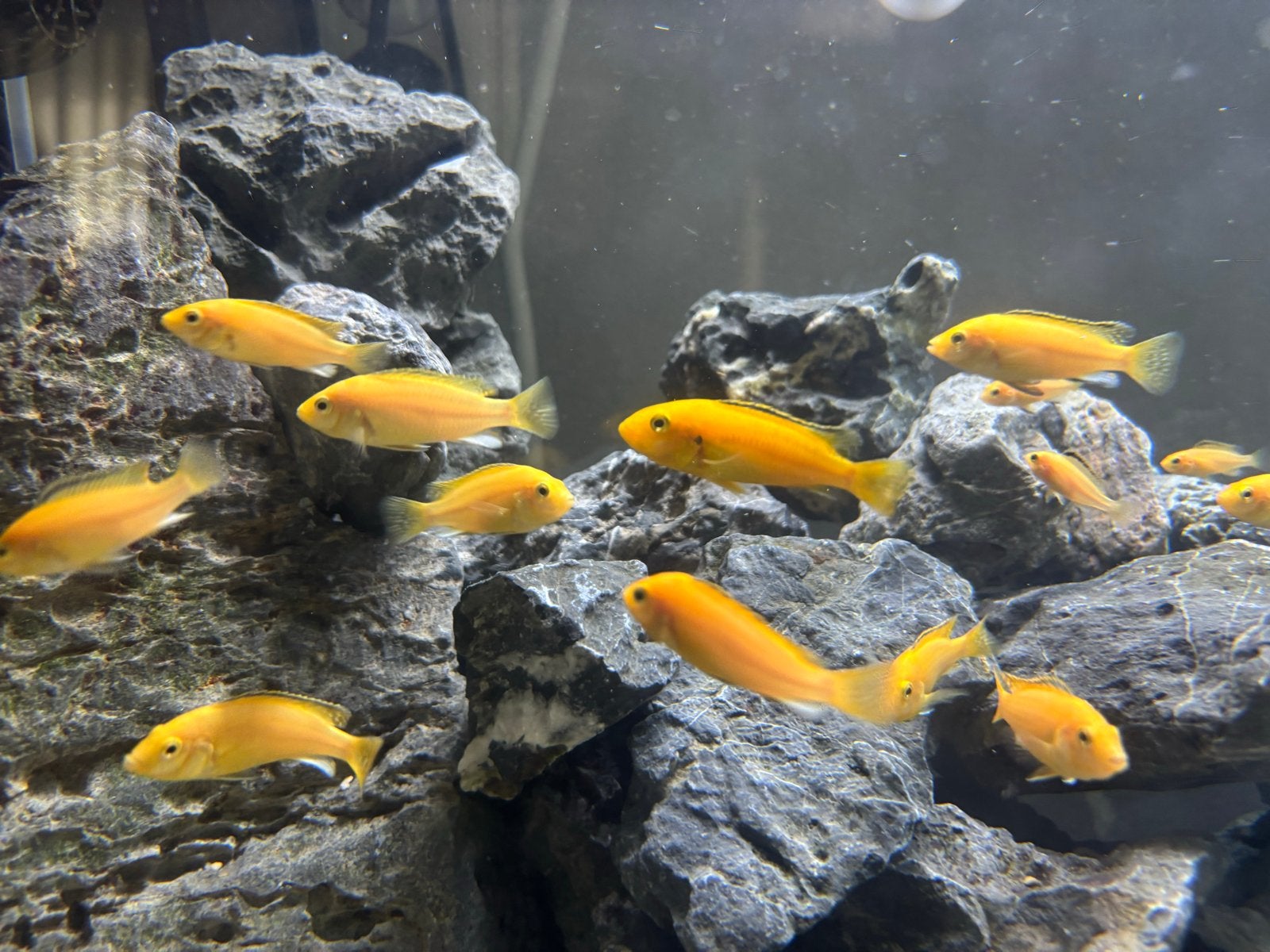 Labidochromis Caeruleus cichliden, Dieren en Toebehoren, Vissen | Aquariumvissen, Vis