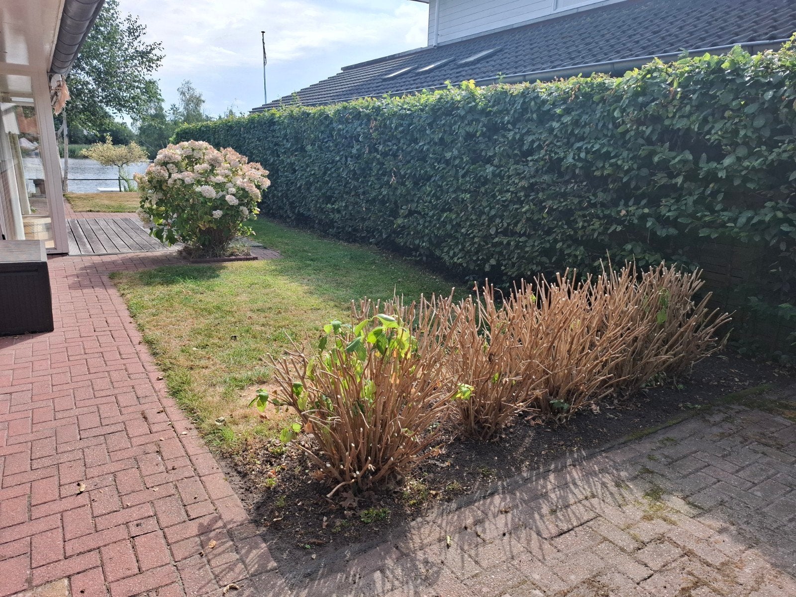 5 Hortensia's met witte bloemen gratis en zelf uit de grond, Ophalen