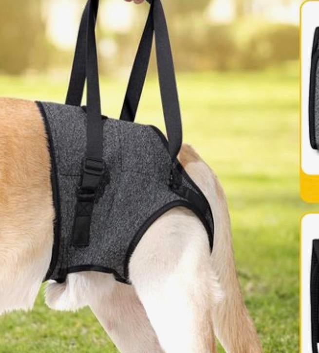 Loop-hulpband voor hond L, Ophalen of Verzenden, Zo goed als nieuw