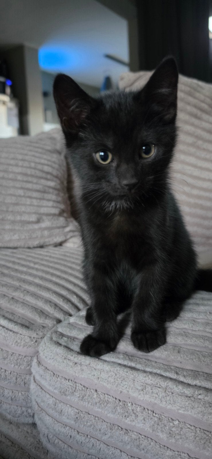 3 Zwarte Kittens te Koop 2 katers en 1 poes, Meerdere dieren