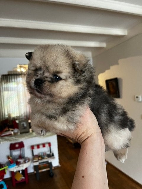 Prachtige Blue Merle pomeriaan pups, Keeshond, 8 tot 15 weken, Meerdere, Meerdere dieren