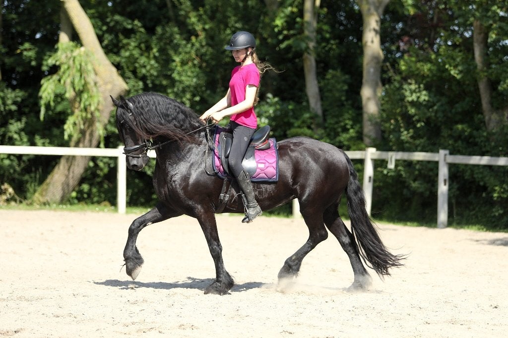 Brave, drachtige 15 jarige AAA merrie te koop, Merrie, Met stamboom, B, Dressuurpaard