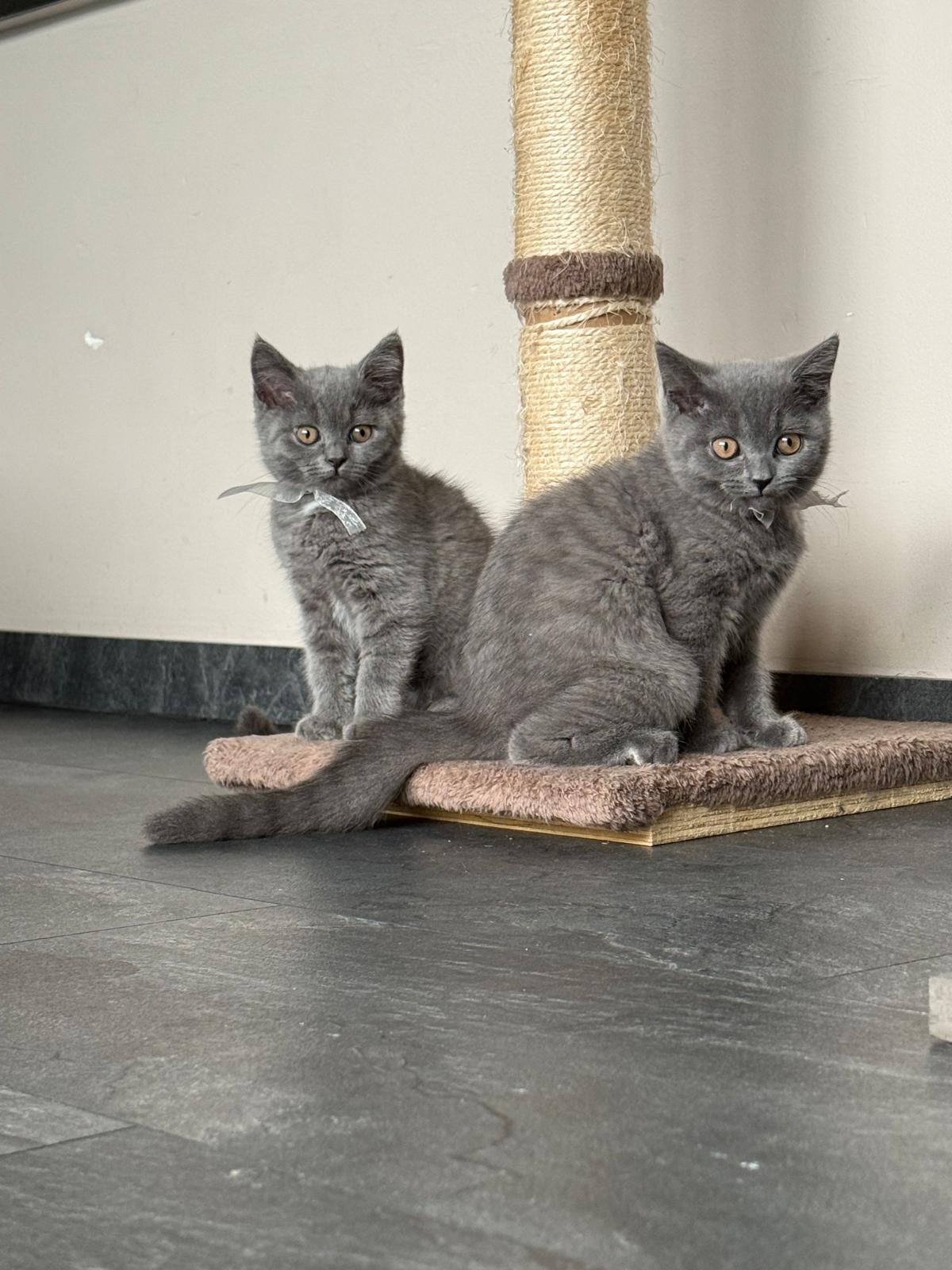 Britse korthaar kittens, Kater, Kortharig, 0 tot 2 jaar
