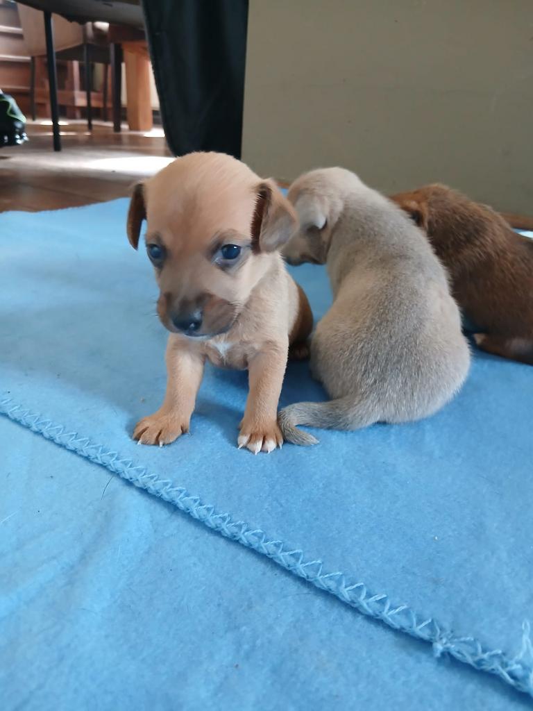 Jack Russel pups, Dieren en Toebehoren, Honden | Jack Russells en Terriërs, Parvo, Jack Russell Terriër, 8 tot 15 weken, Meerdere
