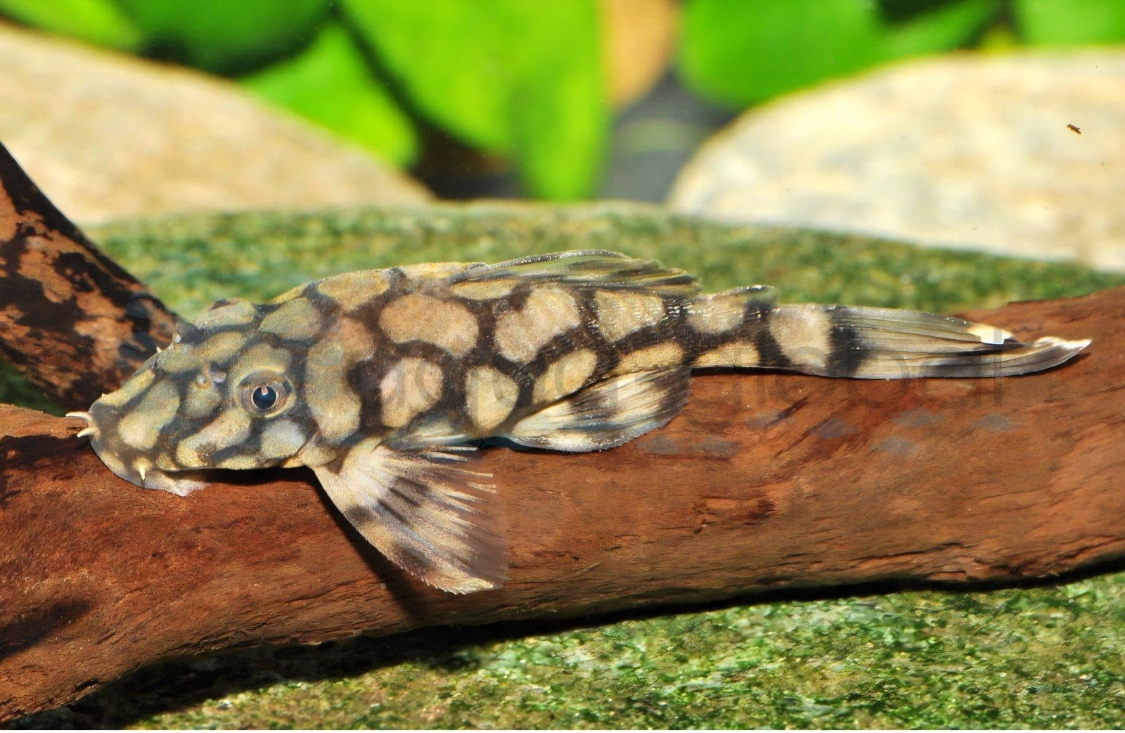 L519 Honeycomb Pleco Jongbroed 4+ cm laatste 10 stuks