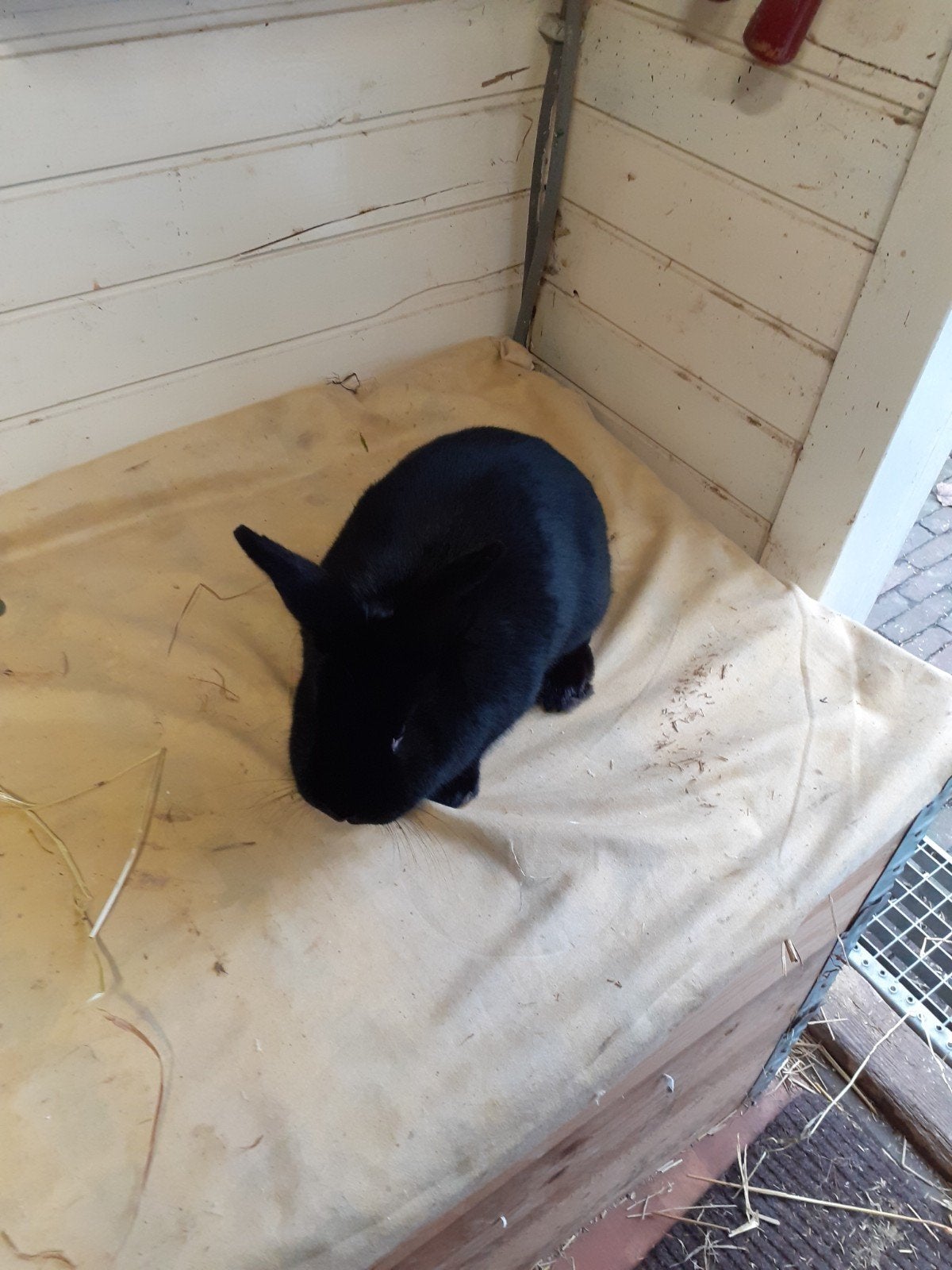 Konijn, Dieren en Toebehoren, Konijnen, Meerdere dieren, Klein, 0 tot 2 jaar