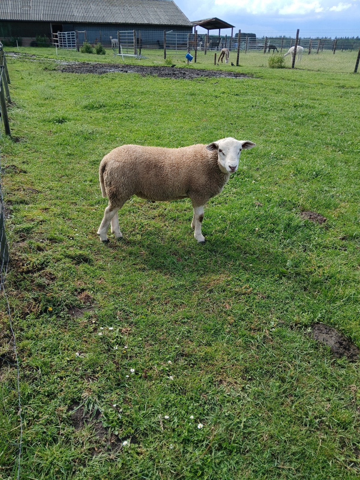 Lammeren schapen swifter, Meerdere dieren, Schaap