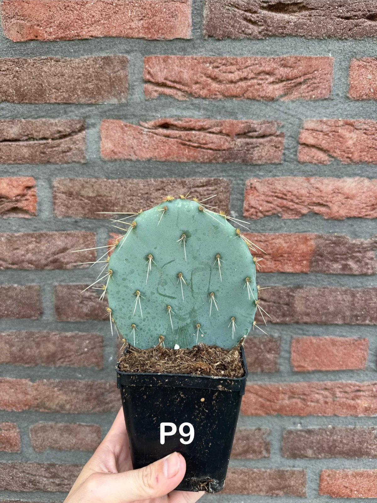 Opuntia Engelmanii P9 (10stuks), Ophalen of Verzenden, Overige soorten, Volle zon