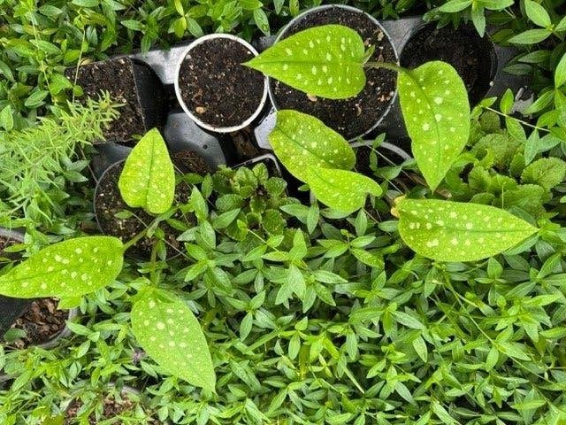 longkruid (Pulmonaria) tuinhybride plant in pot, Vaste plant, Halfschaduw, Lente, Ophalen