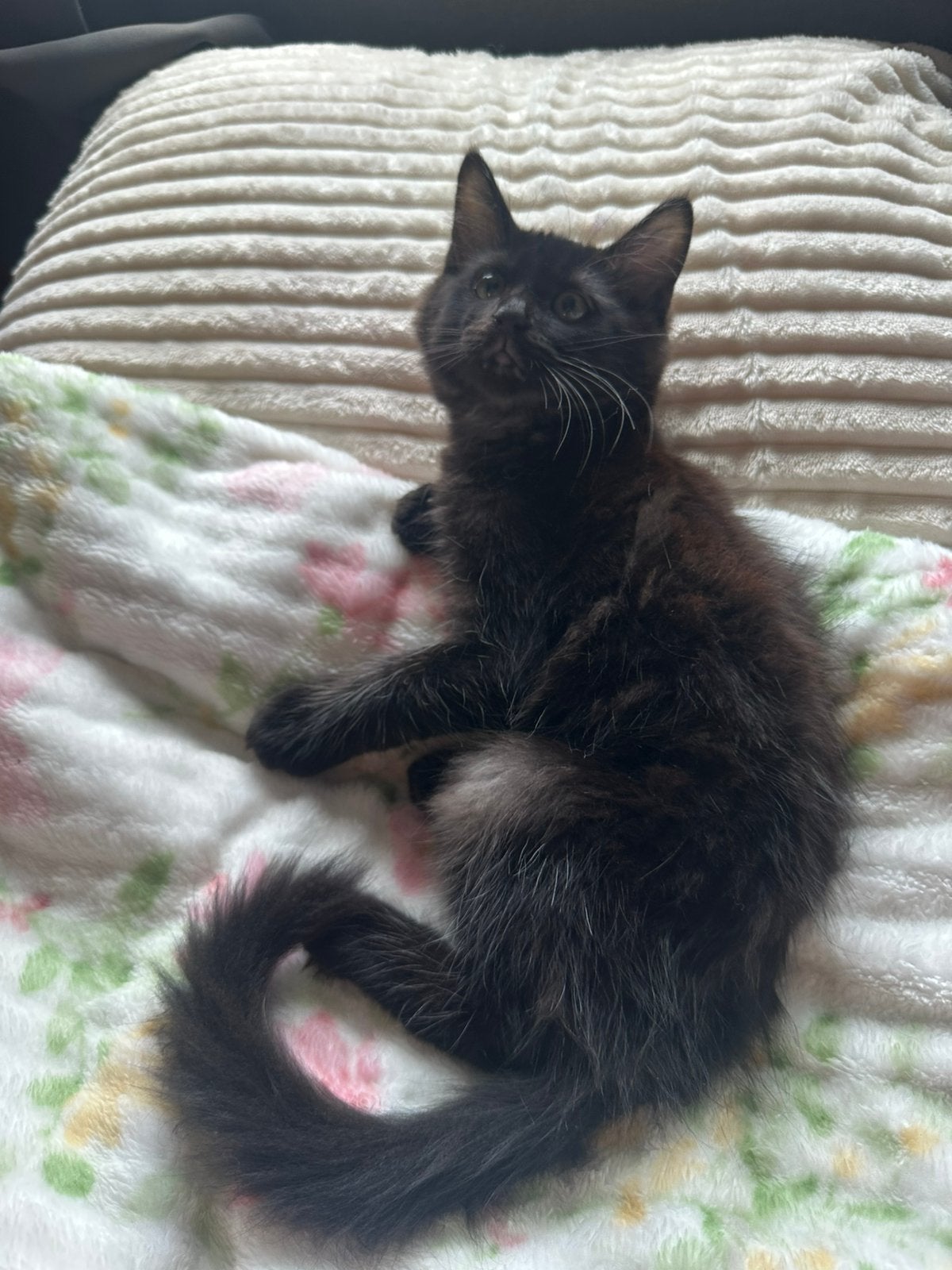 3 langharige mainecoon X Birmaan kittens., Dieren en Toebehoren, Meerdere dieren