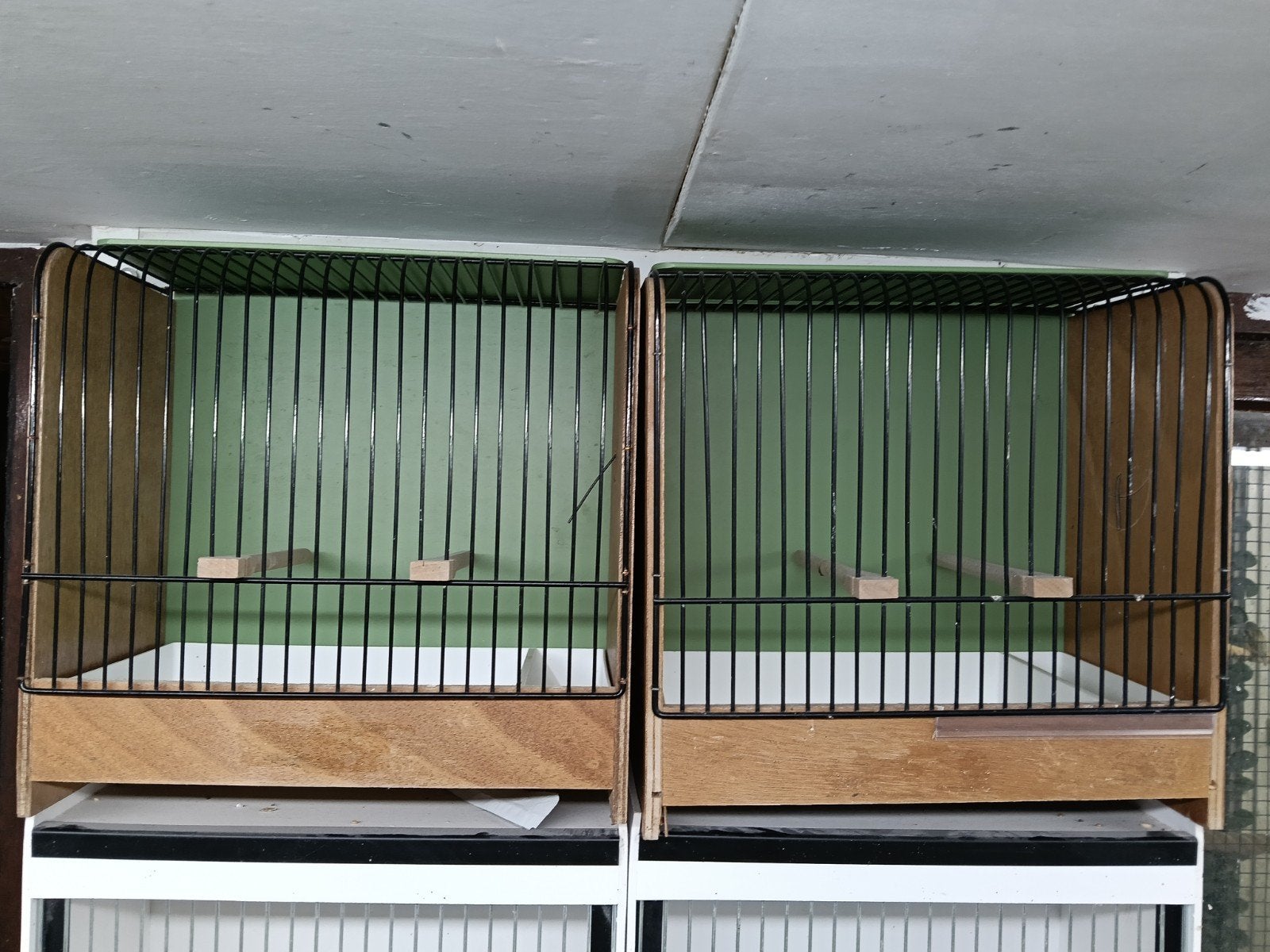 tt-kooien, Dieren en Toebehoren, Ophalen of Verzenden