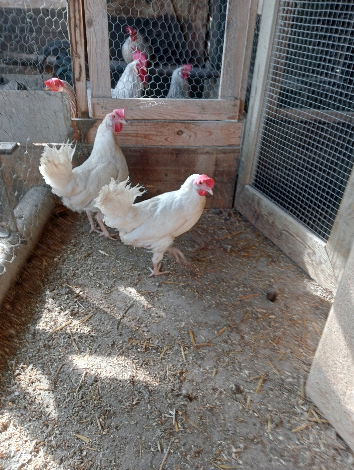 Witte leghorn kippen, Vrouwelijk, Kip