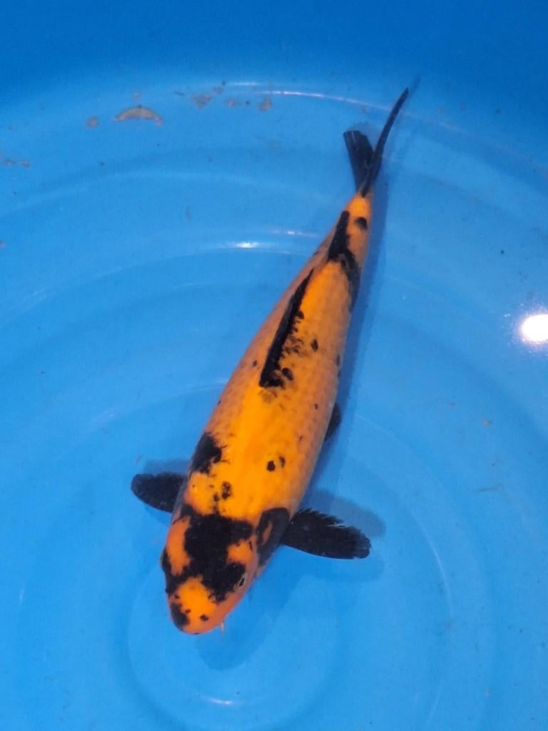 koi  hele mooie hi utsuri, Karper of Koi
