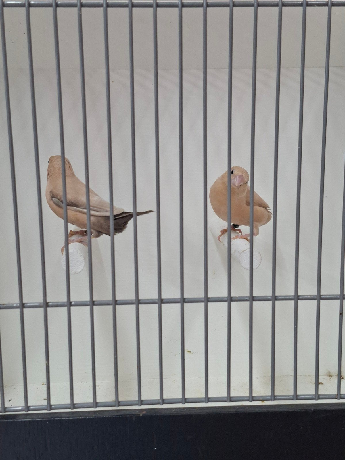 agaat zilverbekjes, Meerdere dieren