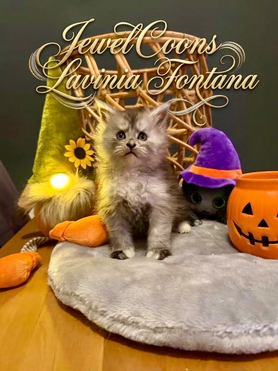 Maine Coon kittens uit geteste lijnen, Meerdere dieren, Met stamboom, 0 tot 2 jaar