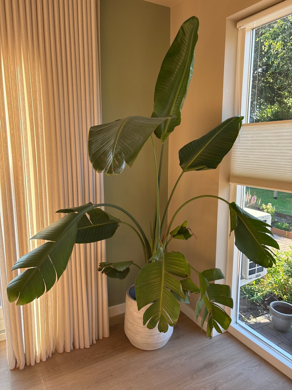 Grote Strelitzia Nicolai - Paradijsvogelplant, Ophalen, 200 cm of meer, Overige soorten, Halfschaduw