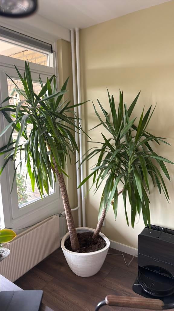 Yucca plant met pot, Tuin en Terras, Planten | Bomen, Volle zon, 100 tot 250 cm, Zomer, Overige soorten