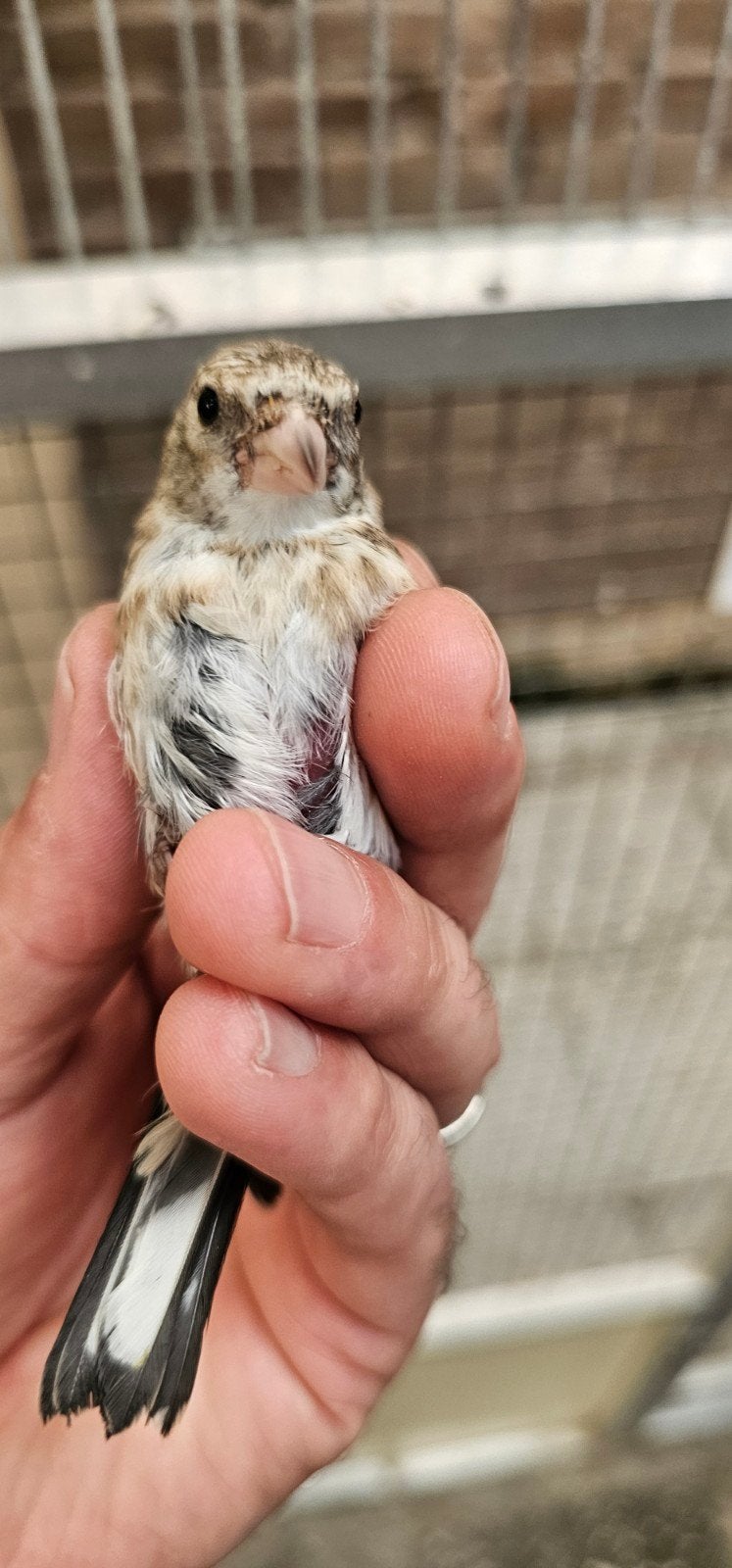Te koop parva mooie gezonde jongen van 2026, Meerdere dieren, Parkiet