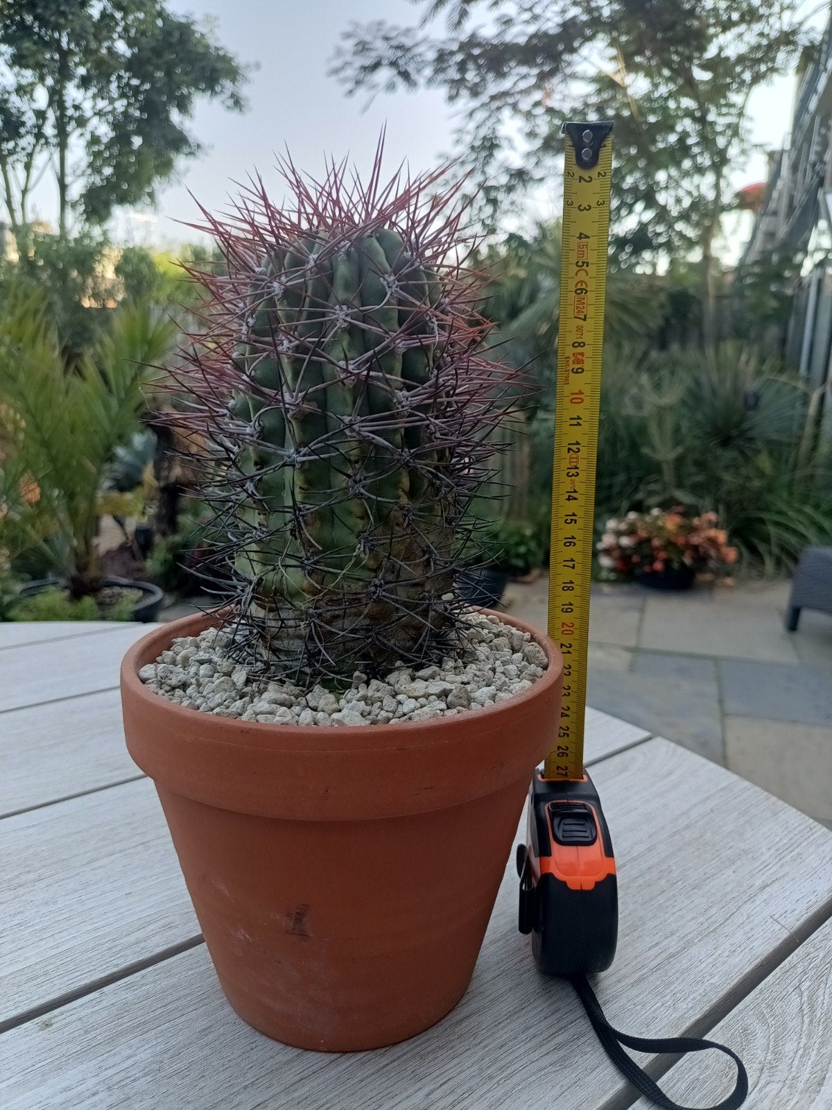 Denmoza Cactussen - Unieke en Stekelige Schoonheid, Tuin en Terras, Planten | Tuinplanten, Ophalen of Verzenden