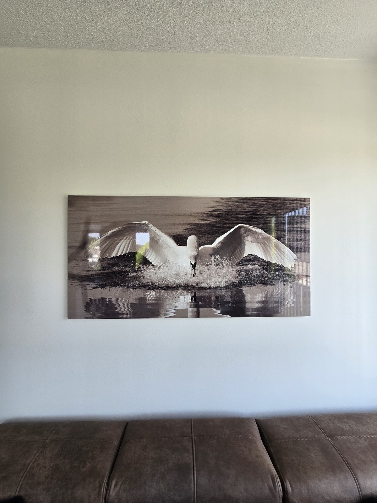 Prachtige Zwaan Foto op Plexiglas - Groot Formaat, Ophalen, Zo goed als nieuw, 100 tot 125 cm, Foto of Poster