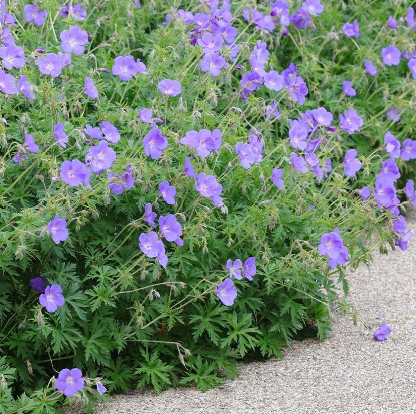 Geranium Orion - Chemievrij - Staffelkorting - P9, Overige soorten, Vaste plant, Ophalen of Verzenden, Halfschaduw