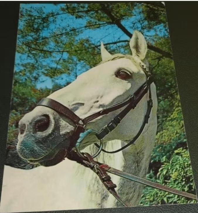 Paarden - Vita Nova - VN322, Verzenden, 1980 tot heden, Ongelopen, Paard