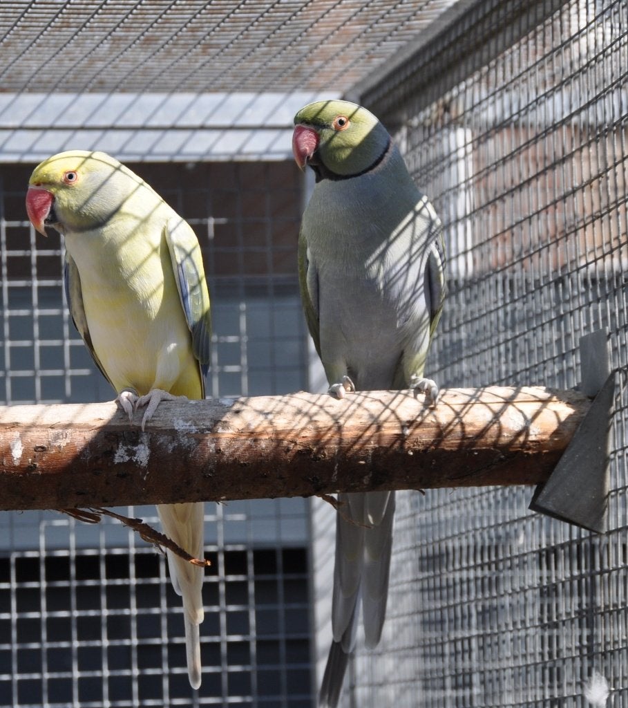 Kweekkoppel halsbanden, Dieren en Toebehoren, Vogels | Parkieten en Papegaaien, Meerdere dieren, Parkiet, Geringd