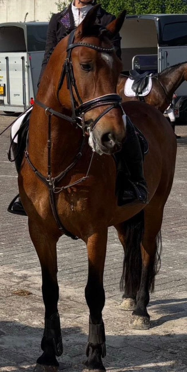 Bomproof ruin, Dieren en Toebehoren, Minder dan 160 cm, Ruin, 7 tot 10 jaar, Recreatiepaard