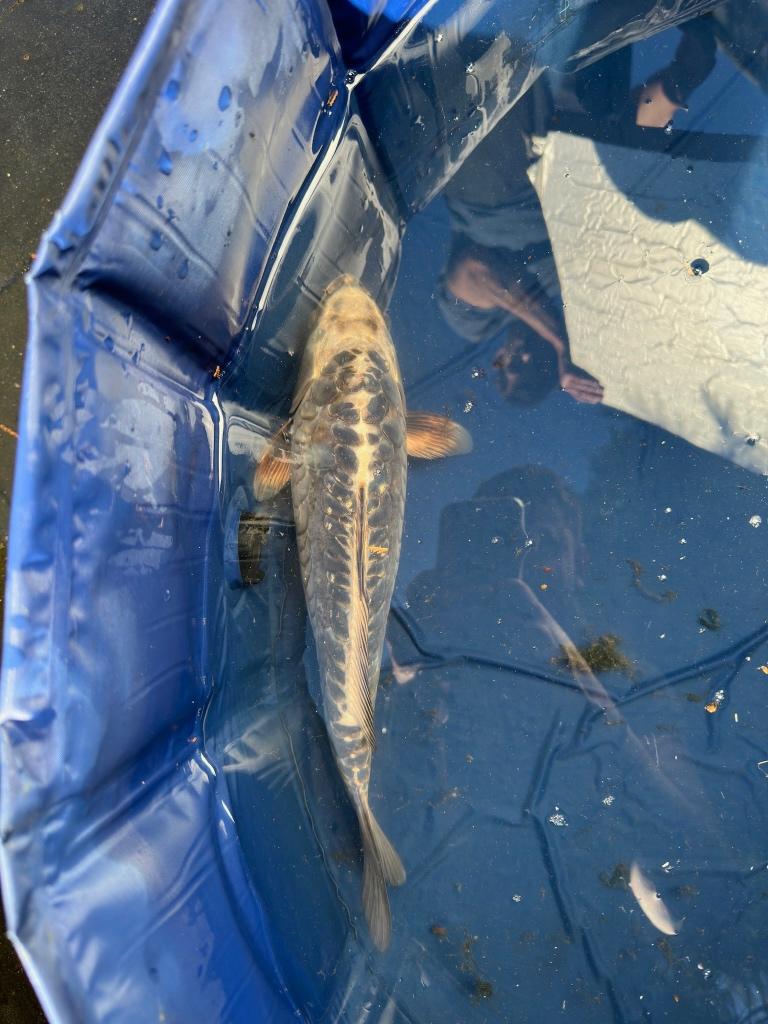 Kikokuryu Japanse koi, Karper of Koi