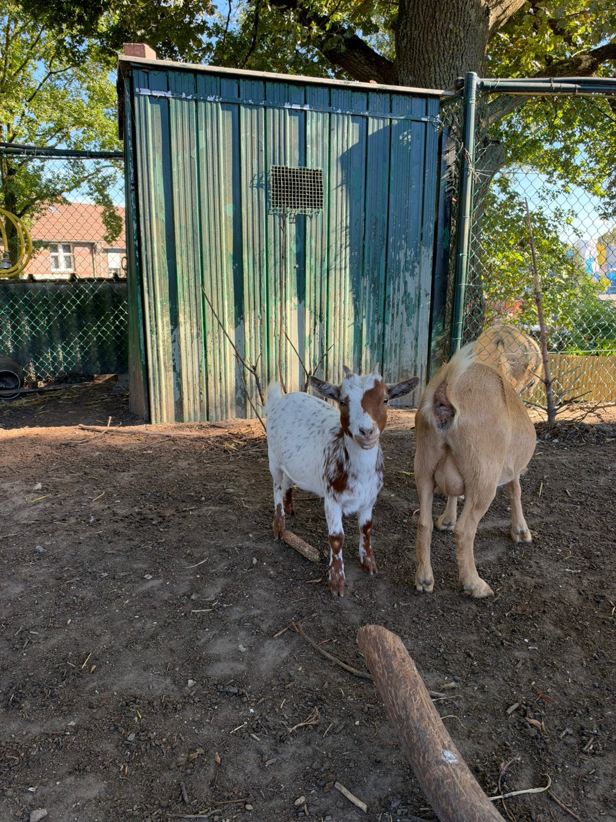 wit rode jonge geit van +- 6 maanden, Dieren en Toebehoren, Vrouwelijk, Geit, 0 tot 2 jaar
