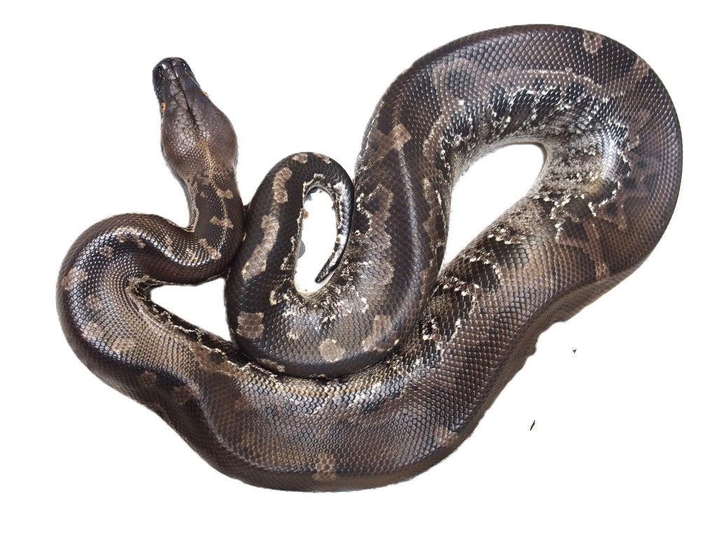 Python curtus, Slang, 3 tot 6 jaar