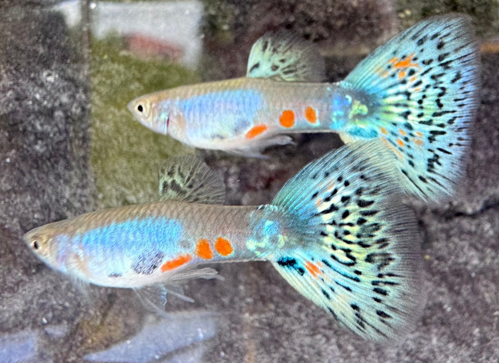***Singa Multicolor Mosaic guppen***, Dieren en Toebehoren, Vis, Zoetwatervis, Schoolvis
