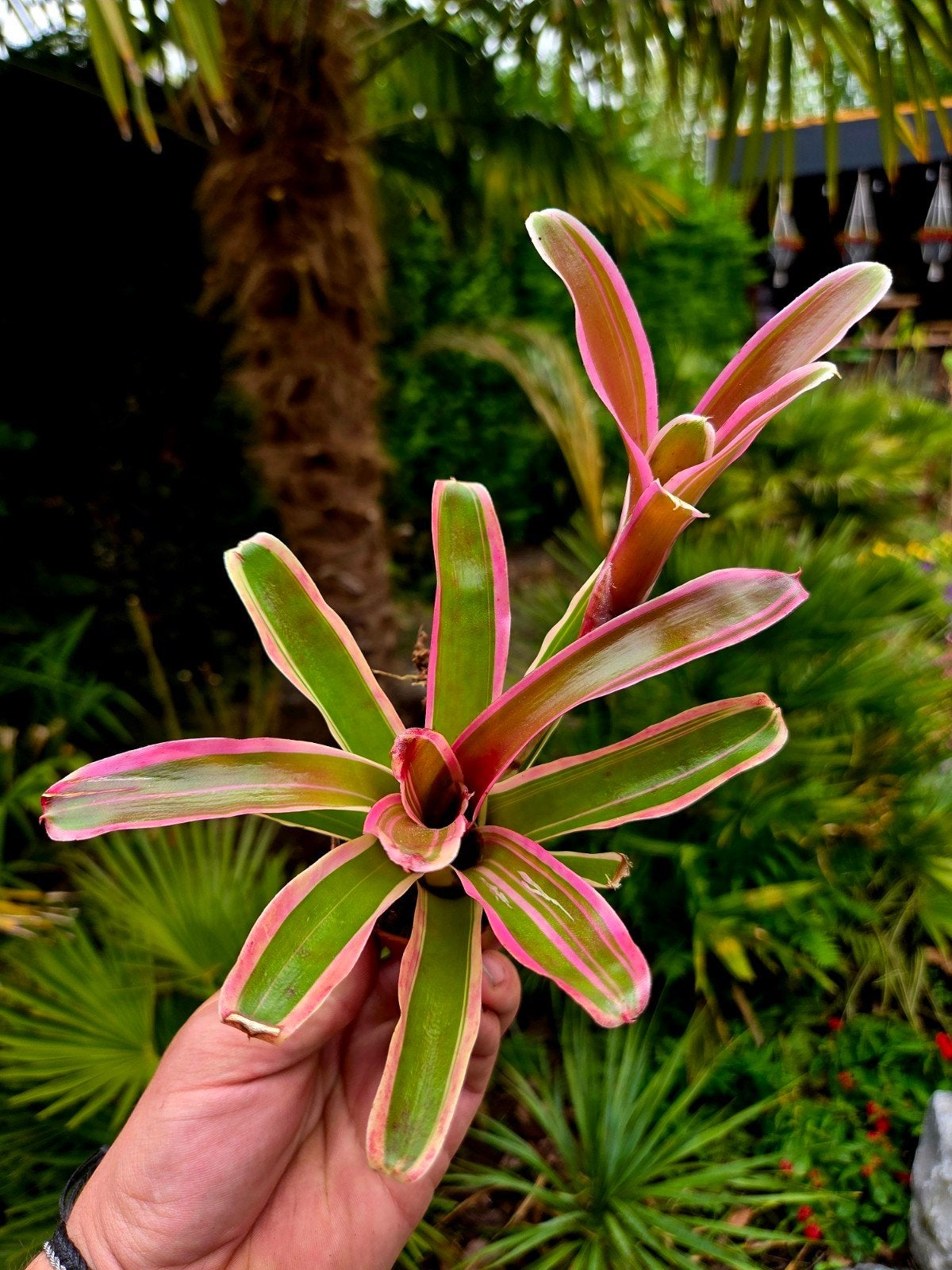 Bromelia 'Nidularium Fireball Striped', Ophalen of Verzenden, Overige soorten, Volle zon