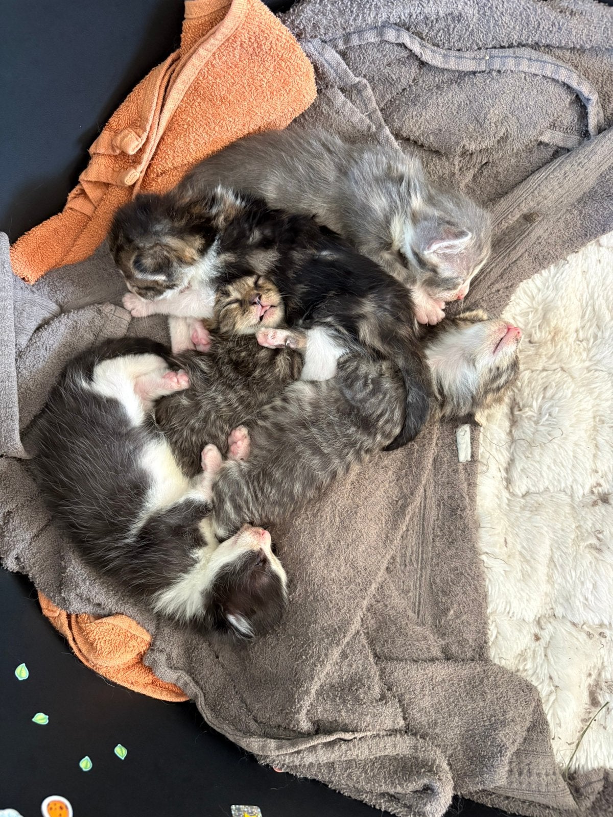 Mooie kittens te koop, Meerdere dieren, Kortharig, 0 tot 2 jaar