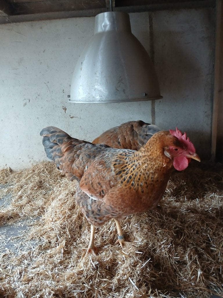T.K. een Trio prachtige x hennen Br.'26, Dieren en Toebehoren, Vrouwelijk, Kip