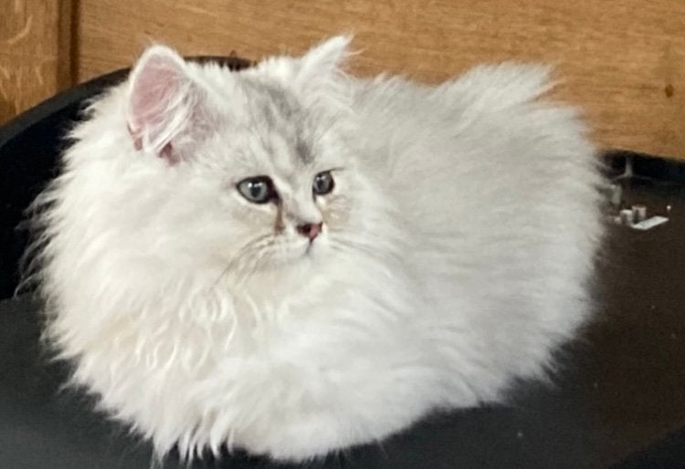 Super mooi Britse Langhaar kitten (mag mee!), Dieren en Toebehoren, Kater, Ontwormd, 0 tot 2 jaar