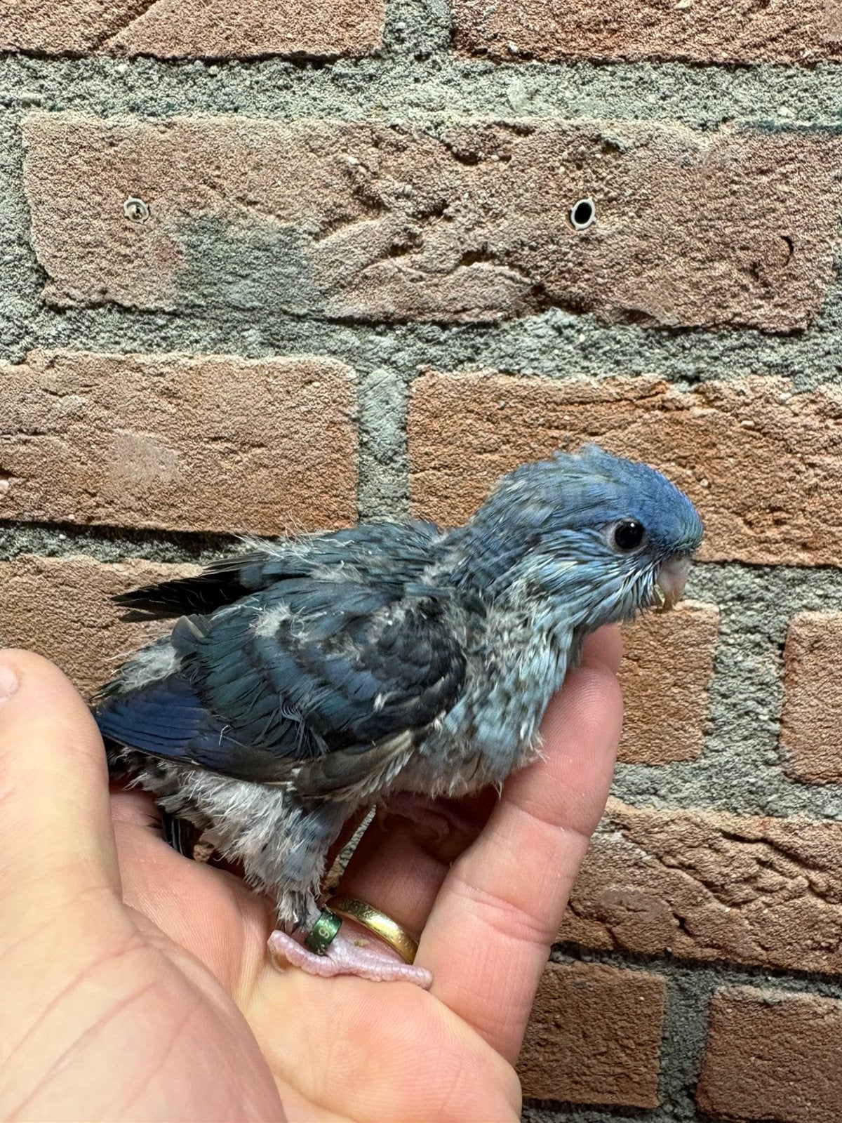 Catharina parkieten, Meerdere dieren, Parkiet, Geringd