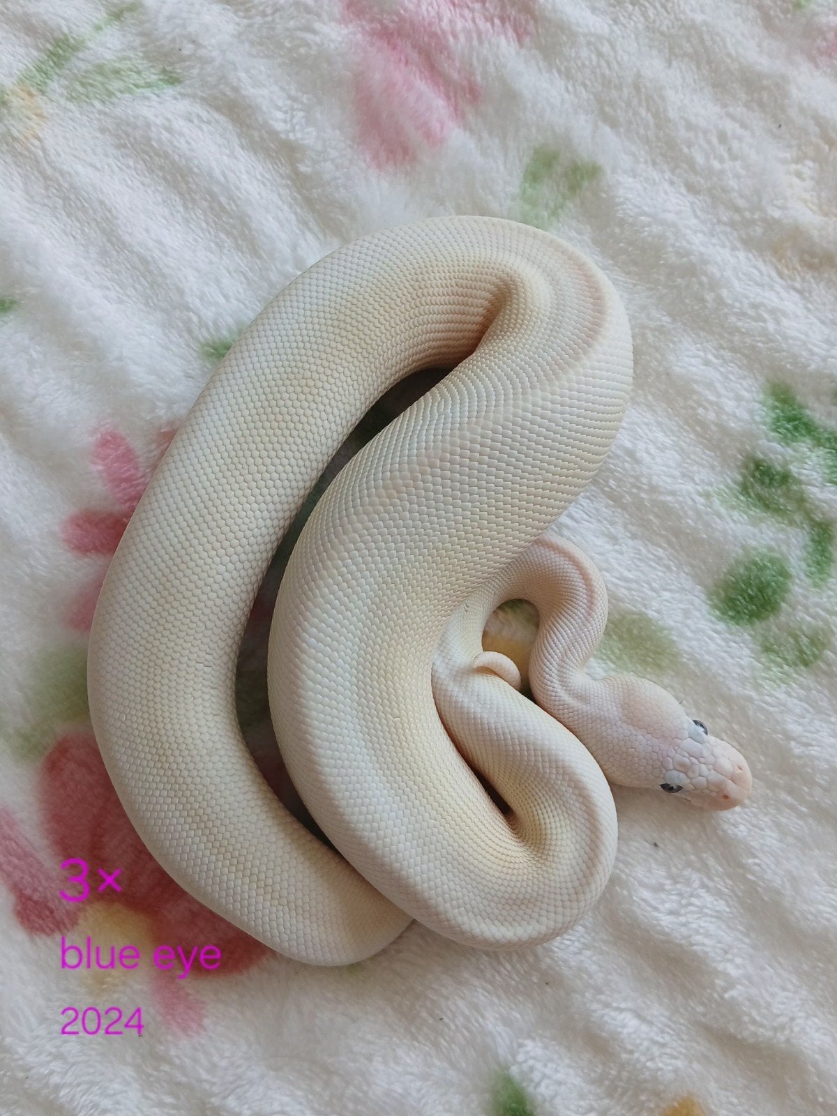 koningspython dames en mannen Ball Python photo 3
