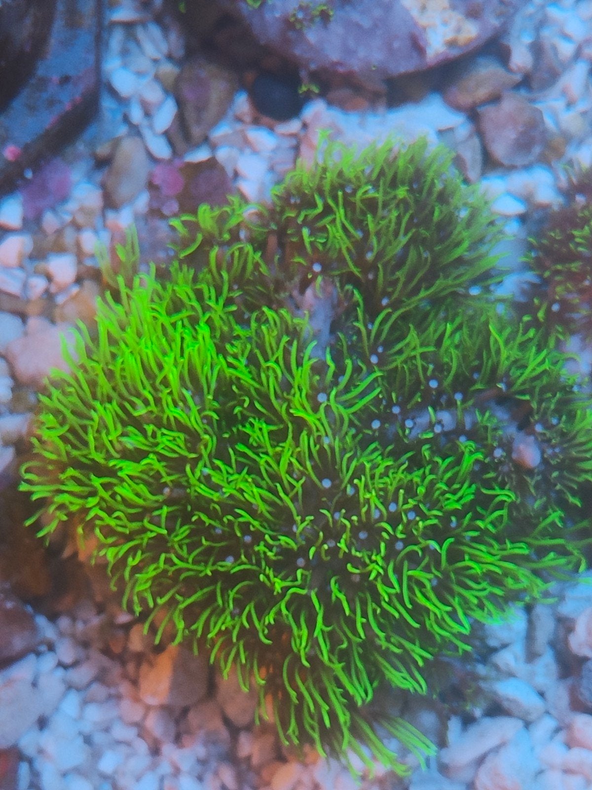 groene Ster poliep zeeaquariumvissen koraal  zeeaquariun, Ophalen, Plant(en), Steen of Hout