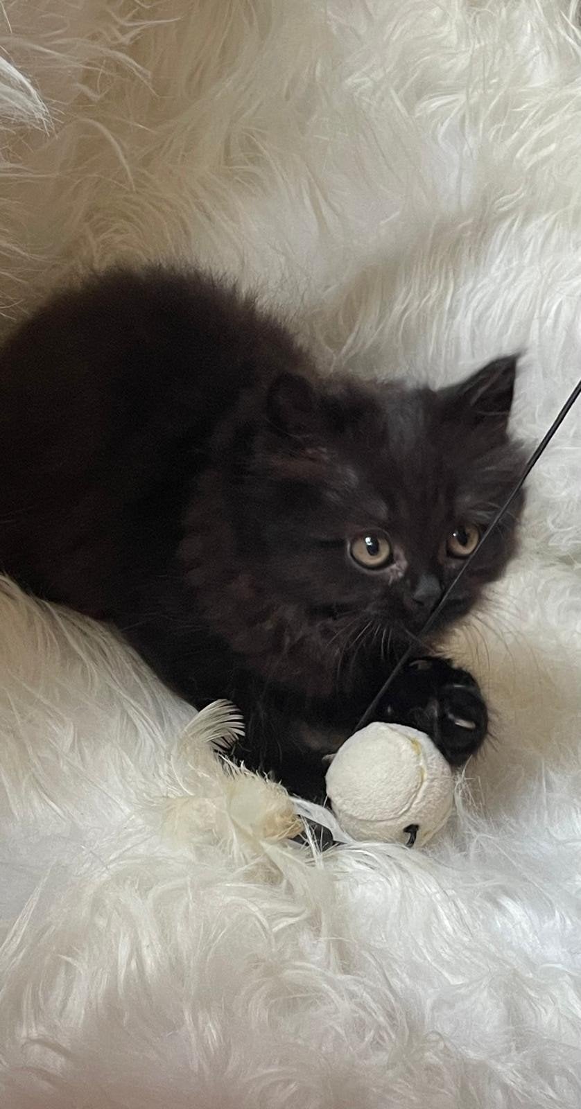 mooie britse half langhaar poesje Black / Smokee, Dieren en Toebehoren, Katten en Kittens | Raskatten | Langhaar, Poes, Gechipt