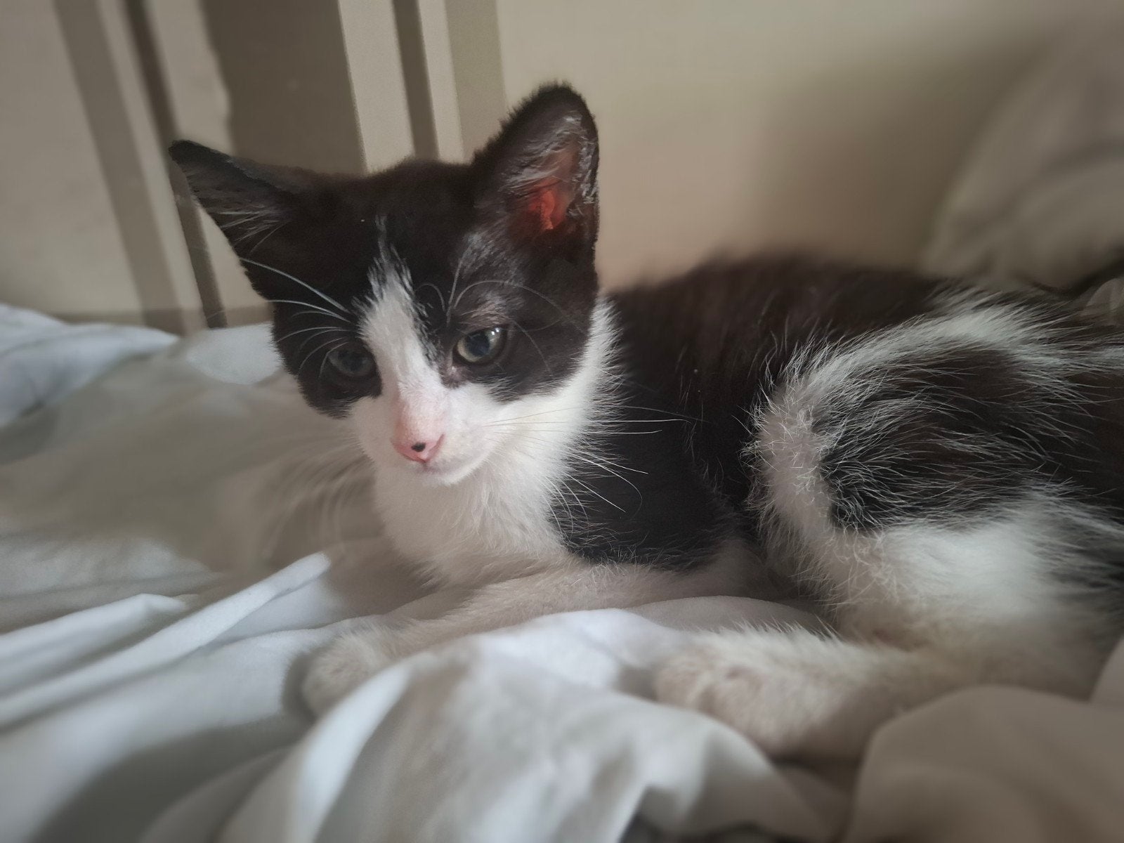 2 prachtige kittens 8 weken.. mannetjes, Kater, Kortharig, 0 tot 2 jaar