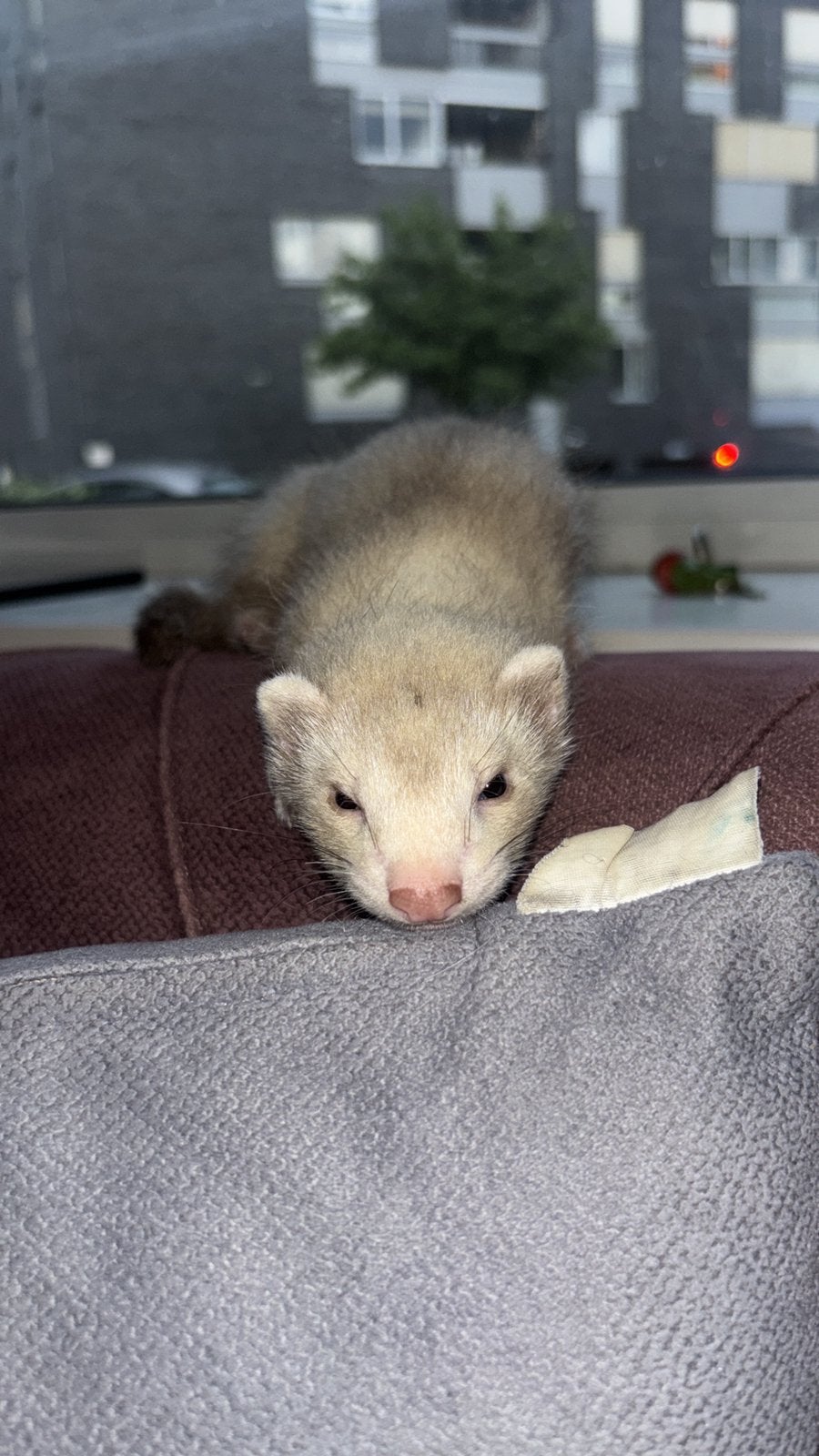 lieve fret, Mei, Mannelijk, Fret