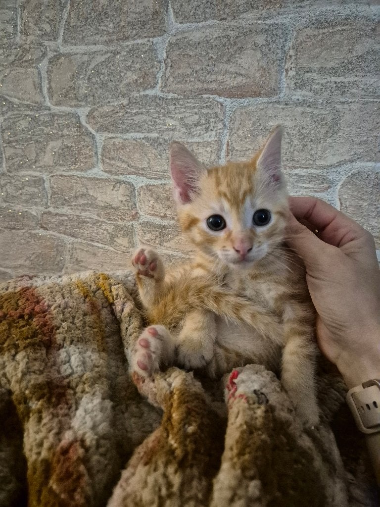 prachtige, lieve kitten, Dieren en Toebehoren, Meerdere dieren, Ontwormd, 0 tot 2 jaar