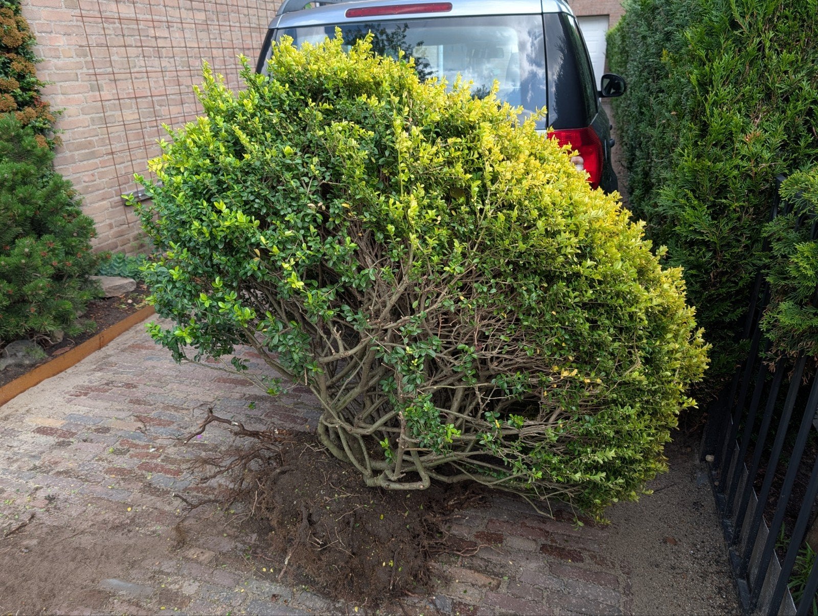Grote Ilex bol, 30 jaar, 1m h x1.2m breed vandaag ophalen, Tuin en Terras, Planten | Struiken en Hagen, Ophalen, Hulst, Struik