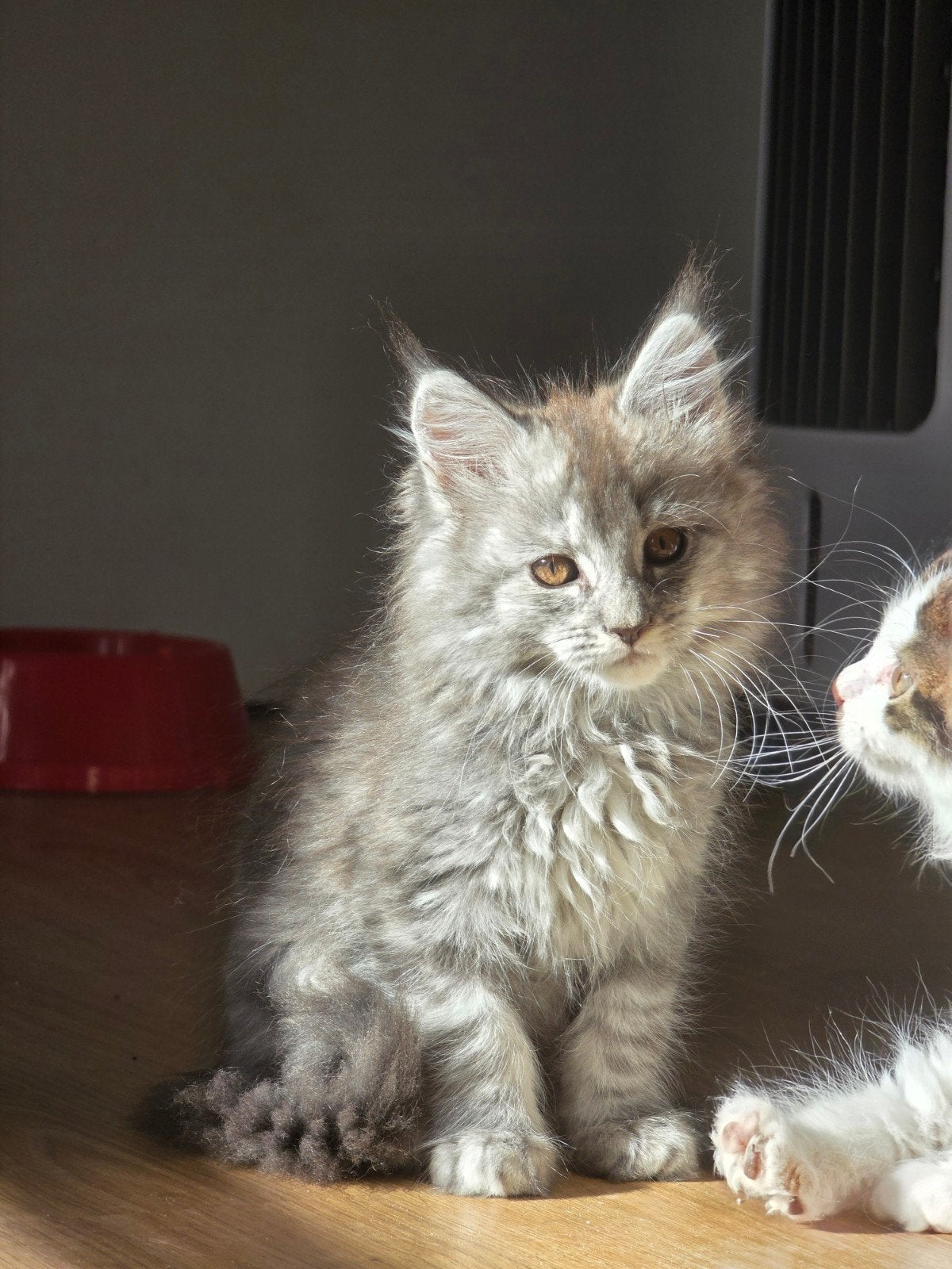 Prachtige, lieve Stamboom Maine Coon kitten beschikbaar, Dieren en Toebehoren, Poes, Met stamboom, 0 tot 2 jaar