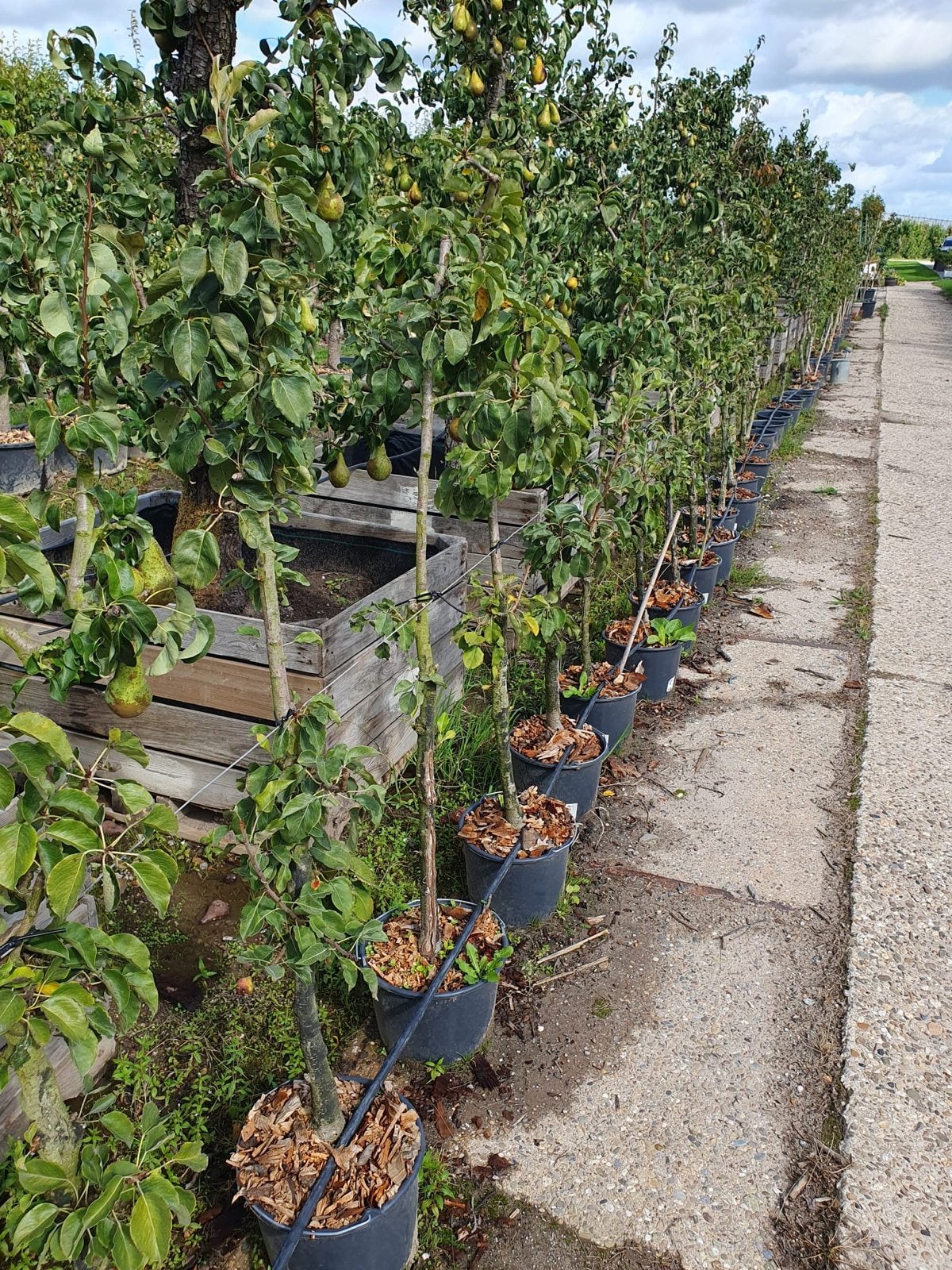 Conference en Giezen Wildeman perenbomen, Tuin en Terras, Overige soorten, Lente, 100 tot 250 cm, Ophalen