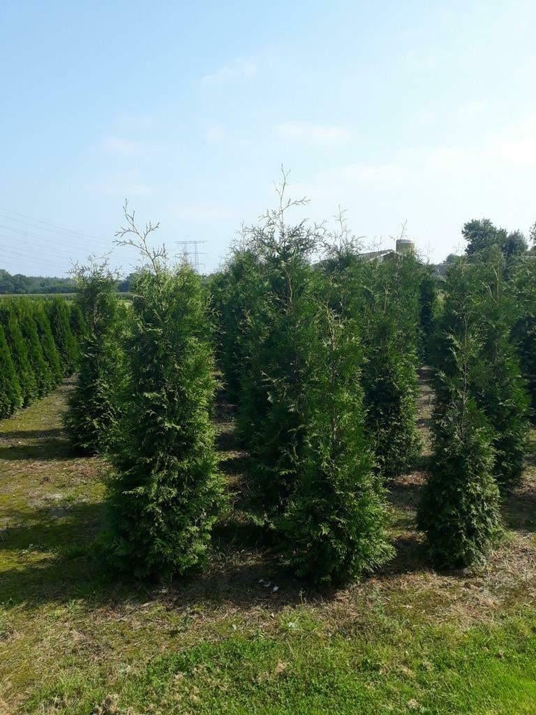 Coniferen thuja brabant tot 350cm hoog, Ophalen, Conifeer, 100 tot 250 cm