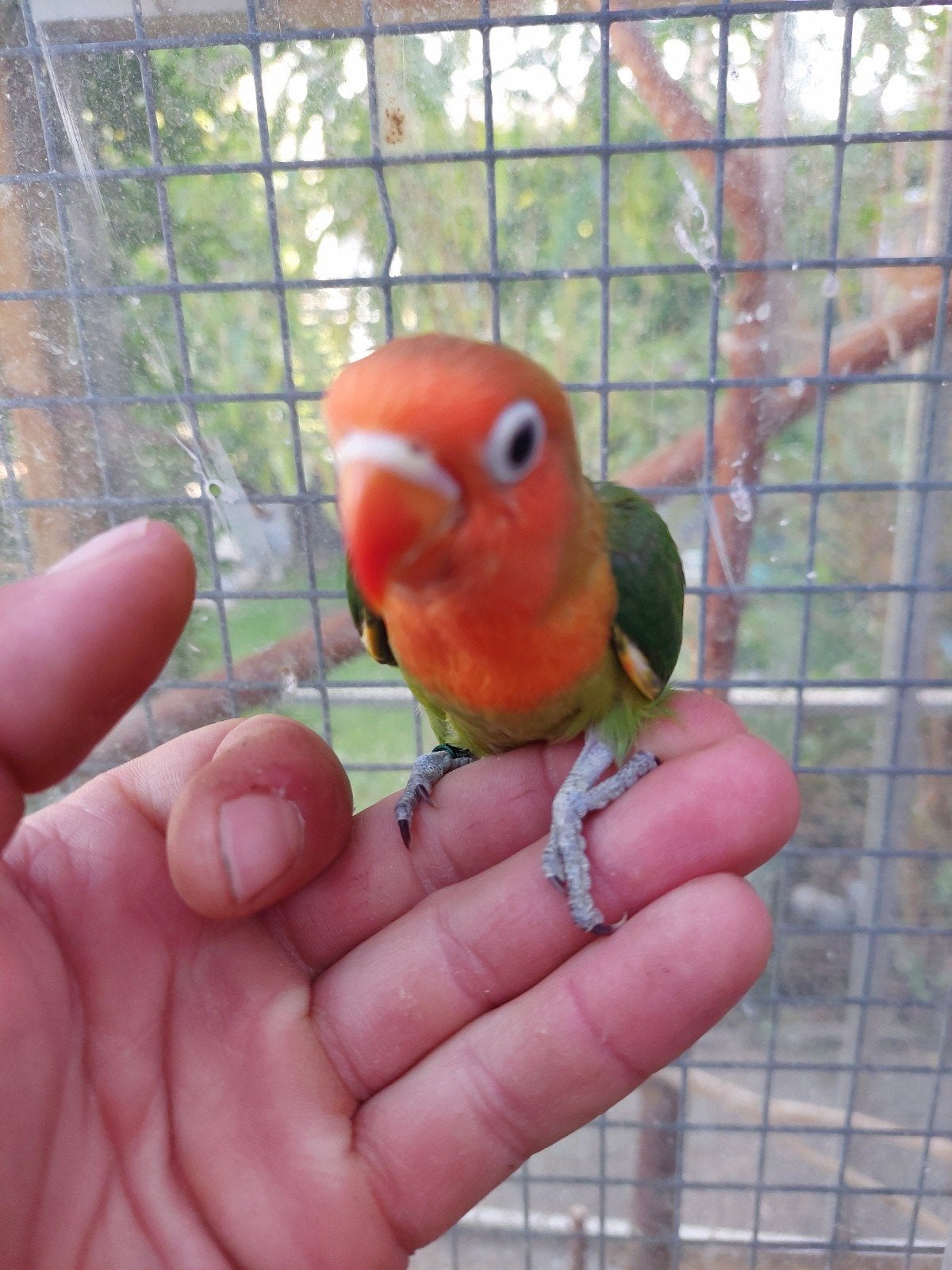 agapornis fischeri om tam te maken., Geslacht onbekend, Dwergpapegaai of Agapornis, Geringd