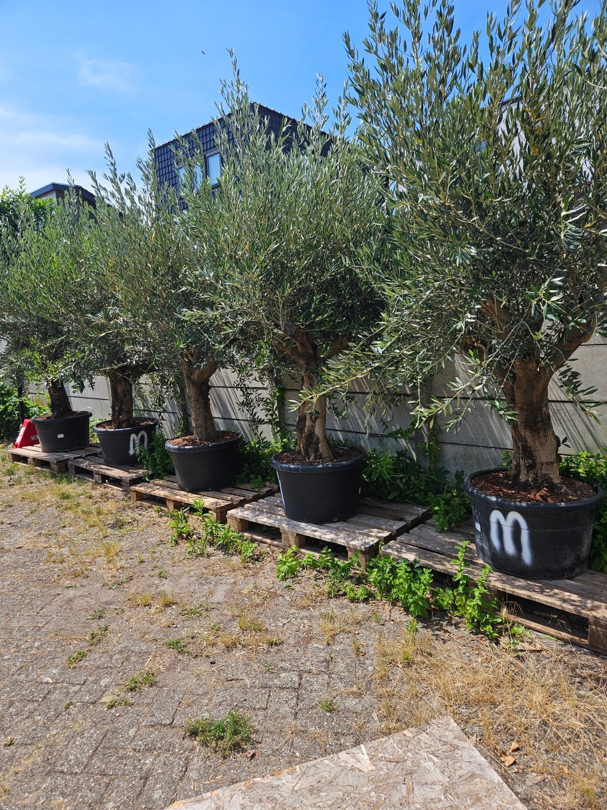 Olijfbomen vertakt 250-270 hoog - omtrek 70cm+, Tuin en Terras, Planten | Bomen, Volle zon, Ophalen of Verzenden, 100 tot 250 cm