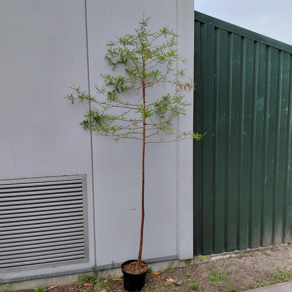 Moerascipres | Taxodium distichum | 200-250 cm hoog, Tuin en Terras, Planten | Bomen, Ophalen of Verzenden, Volle zon, Overige soorten